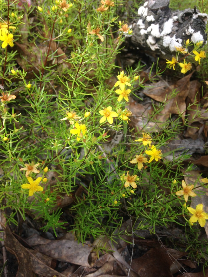 Sandhill St. Johnswort