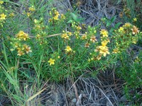 Sandhill St. Johnswort