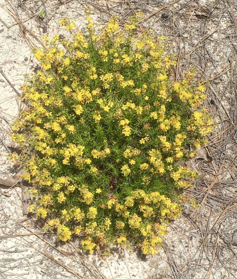 Sandhill St. Johnswort photo 2