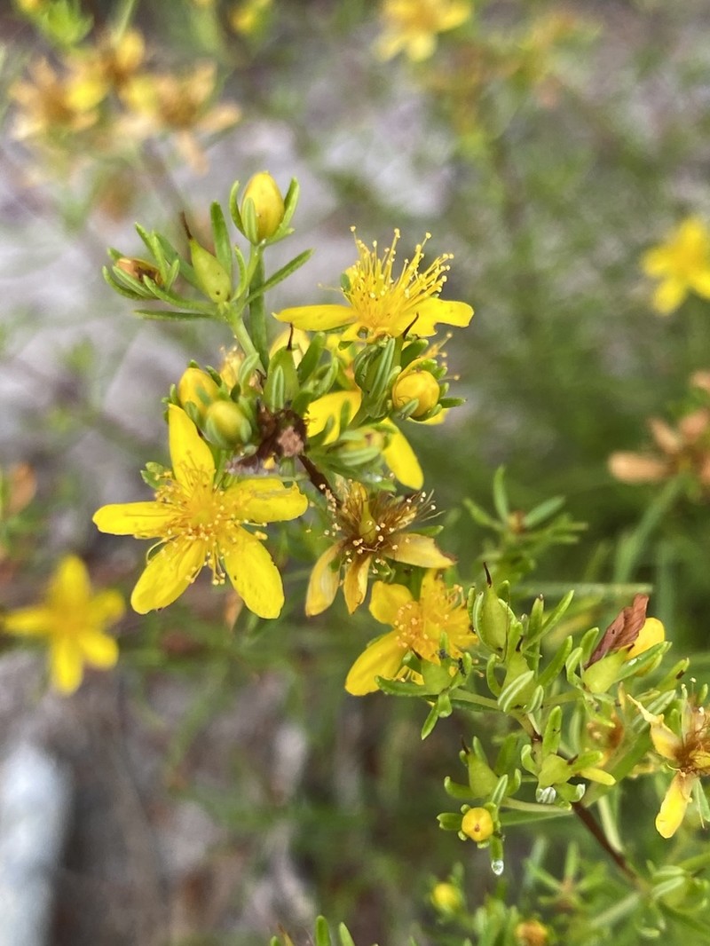 Sandhill St. Johnswort photo 3