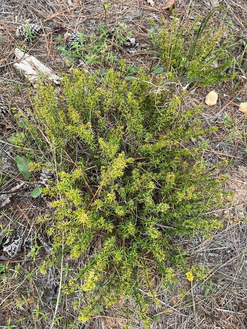 Sandhill St. Johnswort photo 4