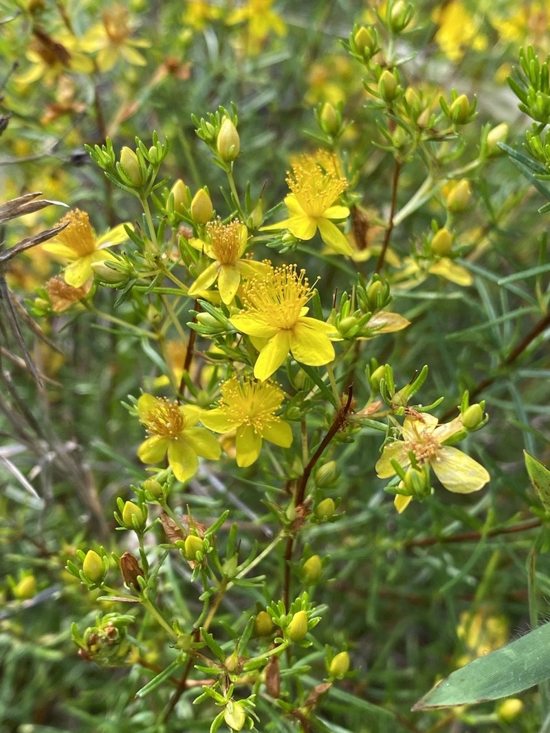 Sandhill St. Johnswort photo 5