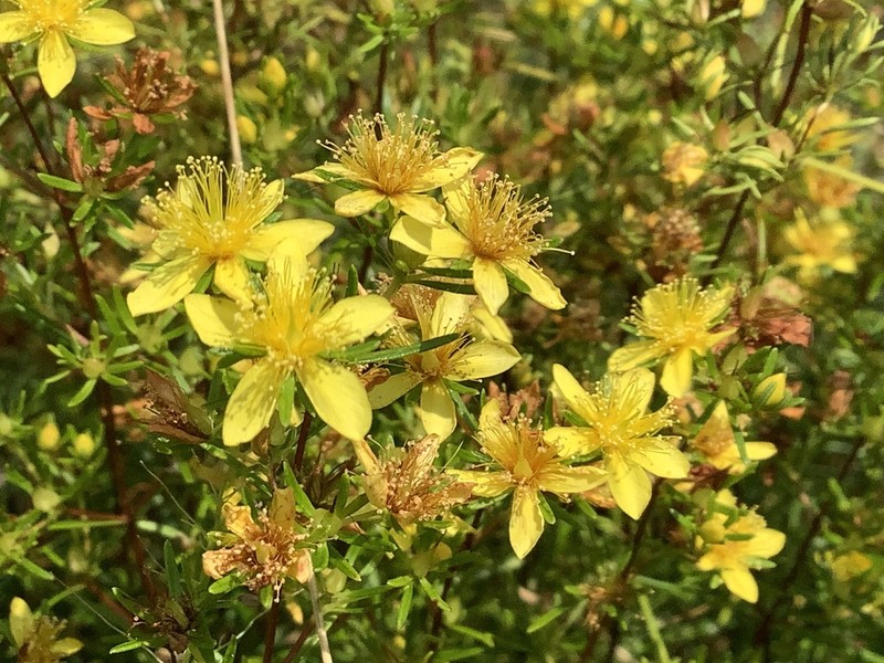Sandhill St. Johnswort photo 6