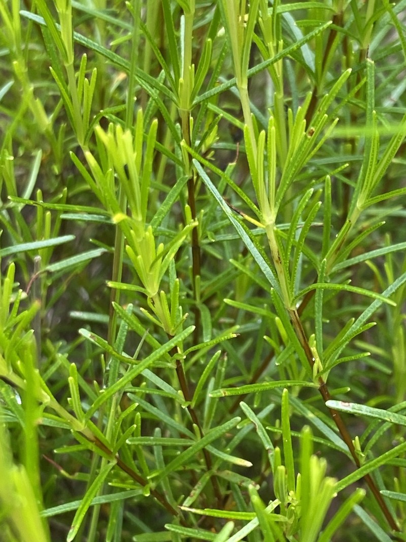 Sandhill St. Johnswort photo 7