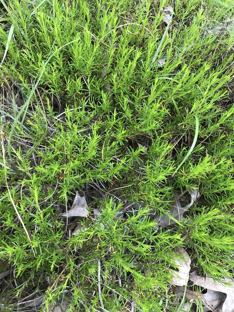 Sandhill St. Johnswort photo 8