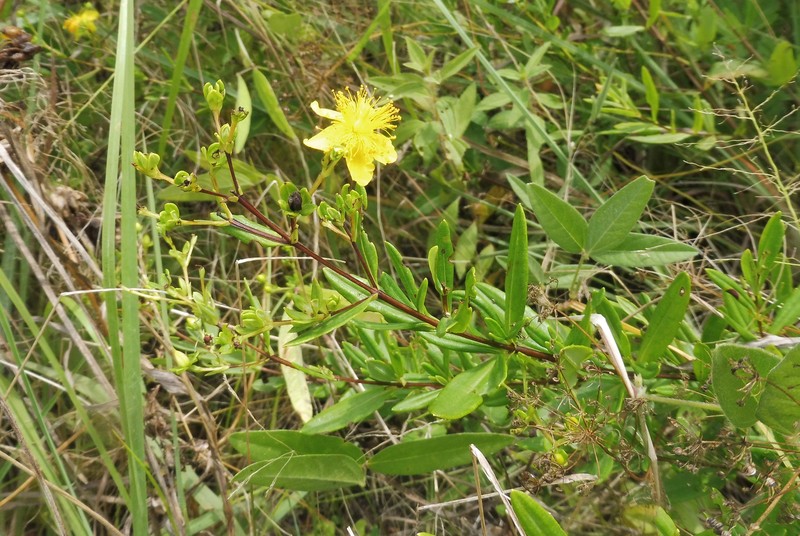 Fivelobe St. Johnswort photo 2