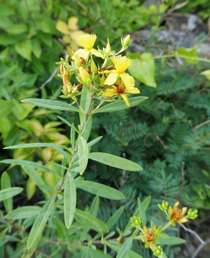 Fivelobe St. Johnswort photo 3