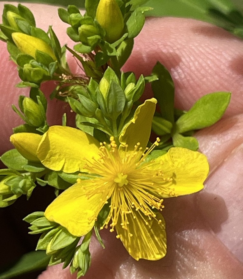 Fivelobe St. Johnswort