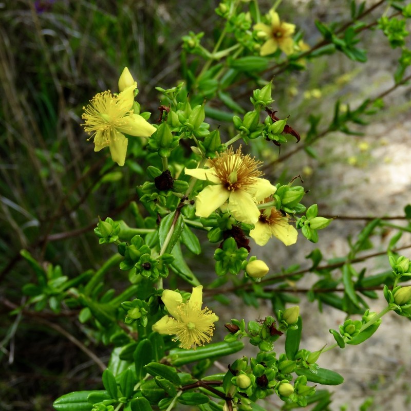 Fivelobe St. Johnswort photo 2