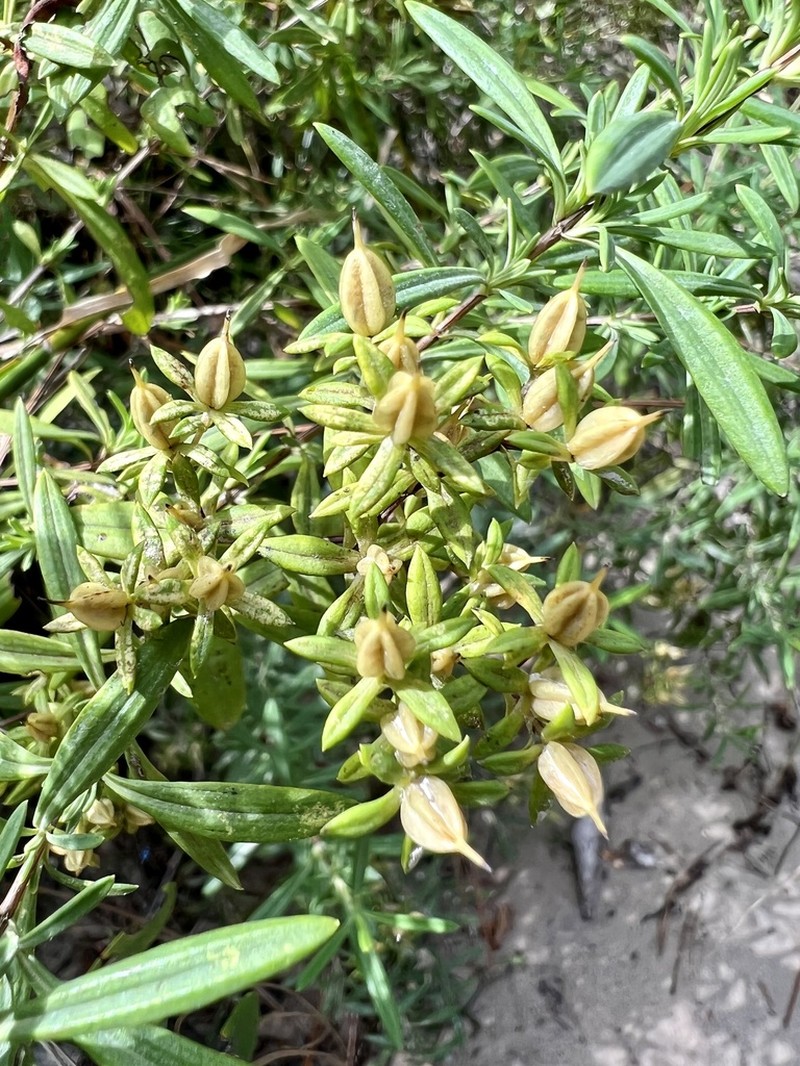 Fivelobe St. Johnswort photo 3