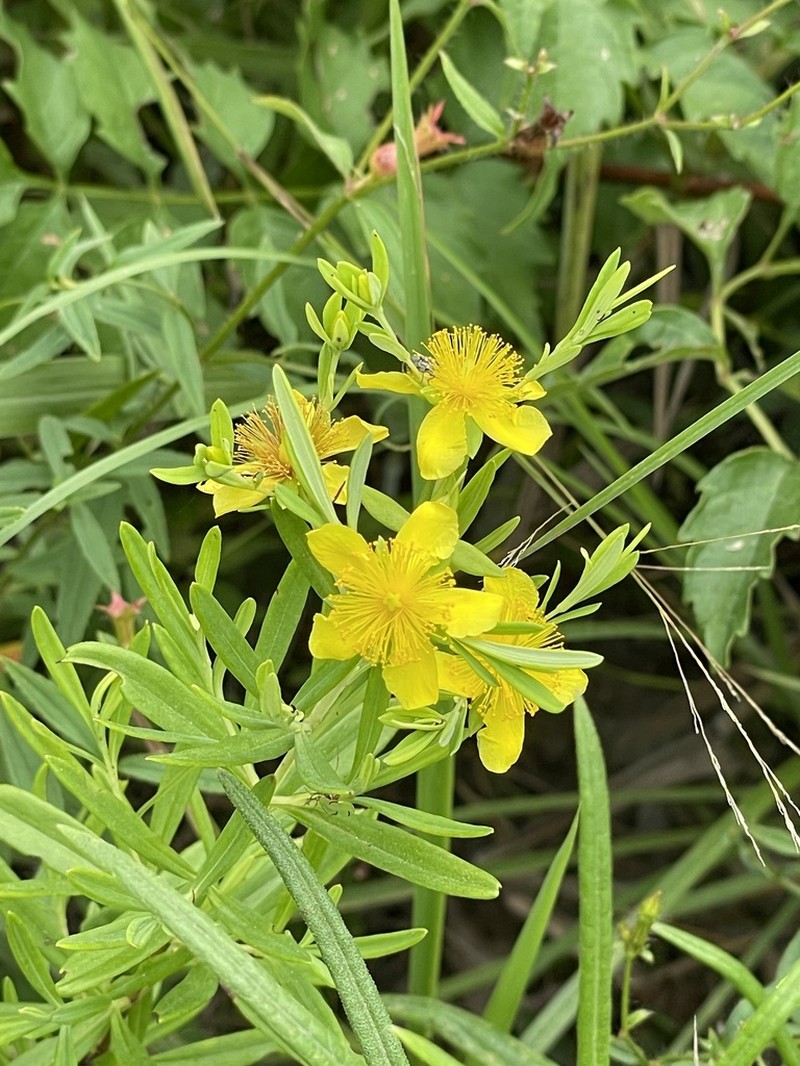 Fivelobe St. Johnswort photo 4