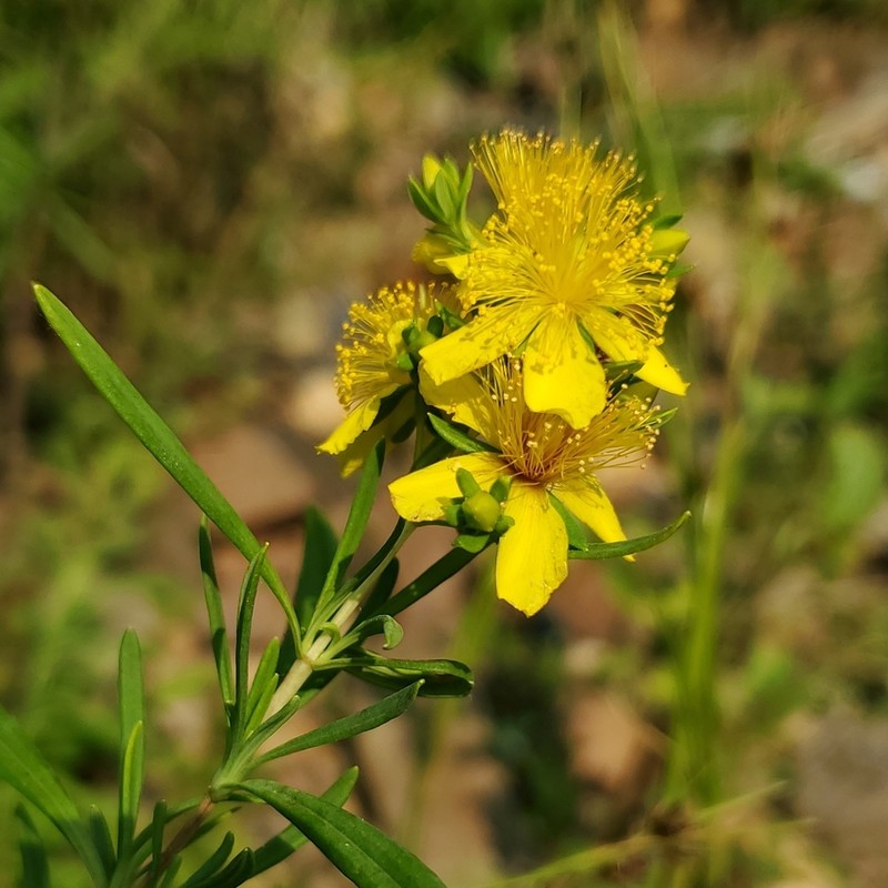 Fivelobe St. Johnswort photo 5