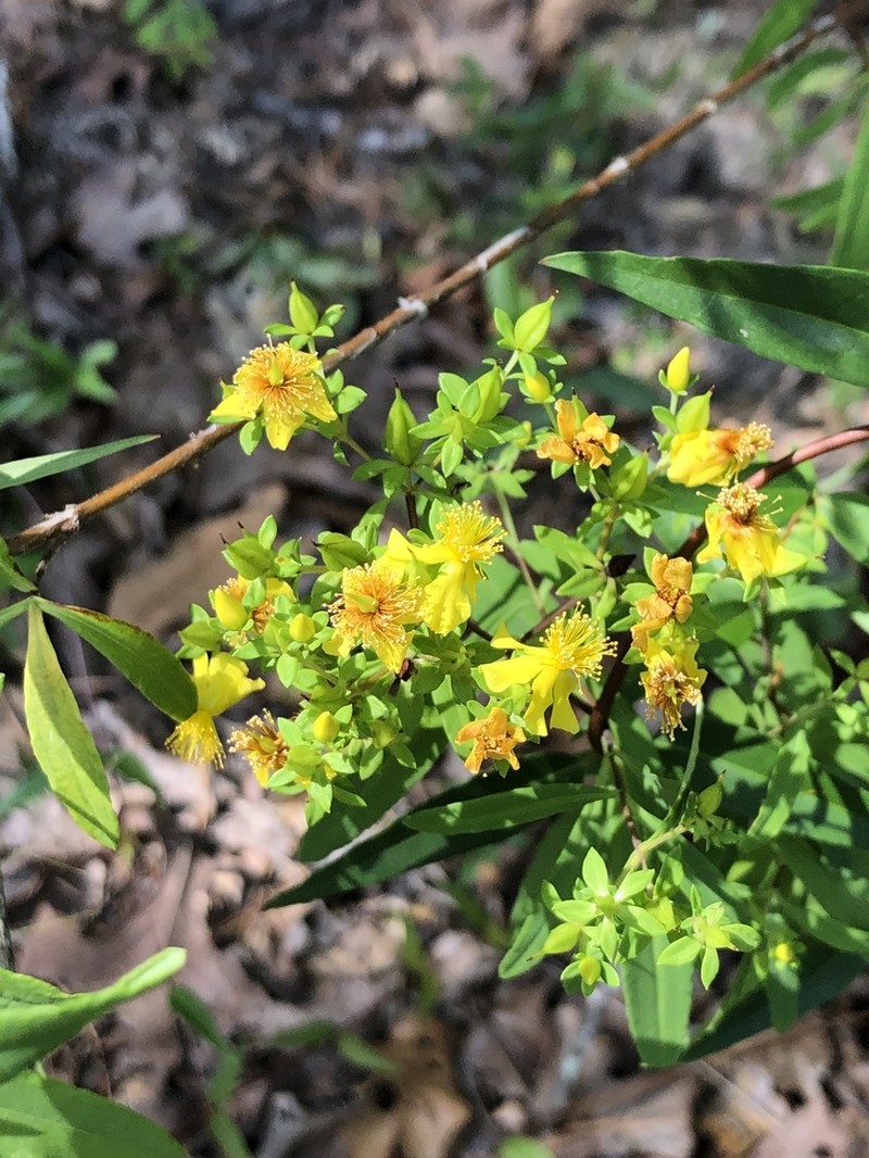 Fivelobe St. Johnswort photo 6
