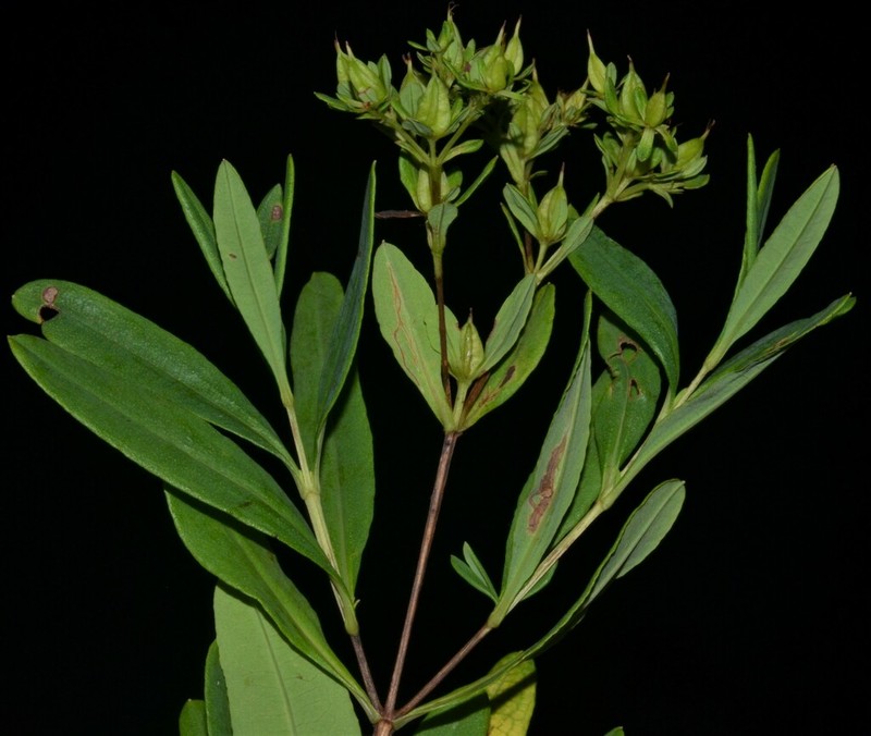 Fivelobe St. Johnswort photo 7