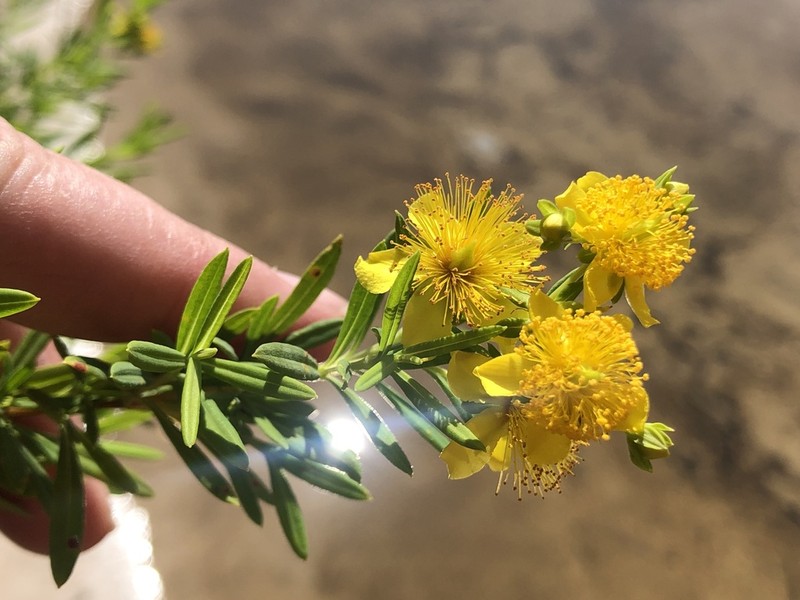 Fivelobe St. Johnswort photo 8