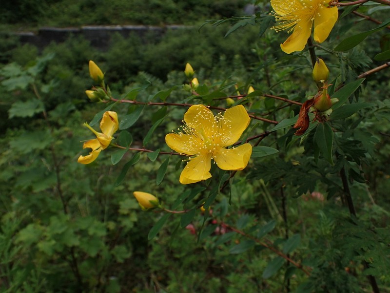 Hypericum longistylum