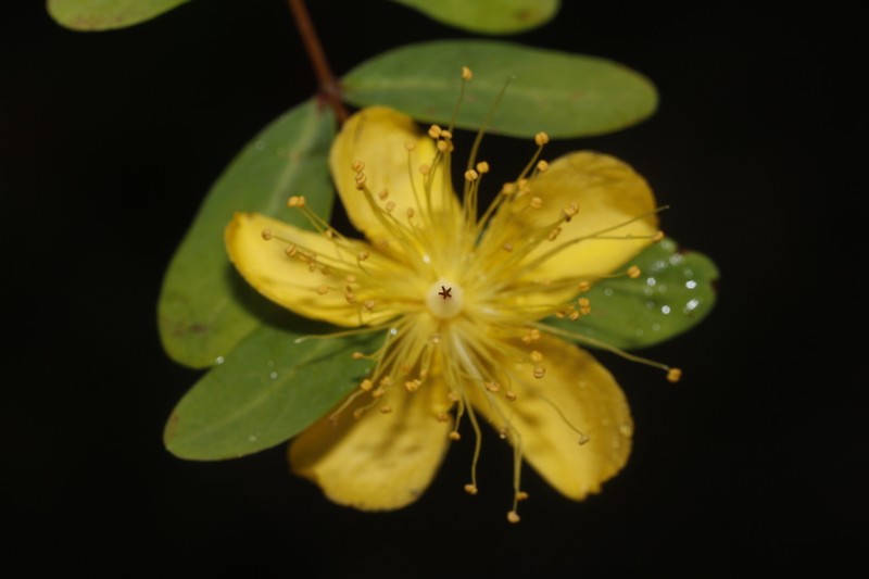 Hypericum longistylum photo 2