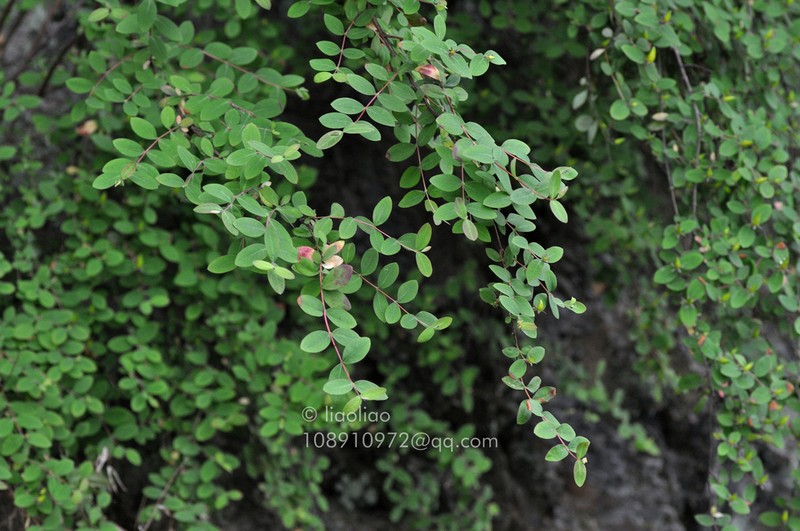 Hypericum longistylum photo 3