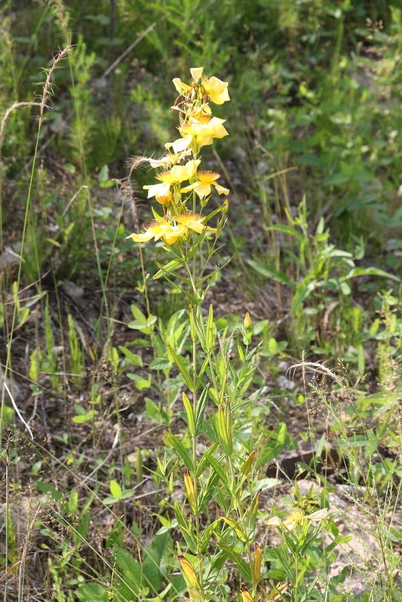 Hypericum longistylum photo 4