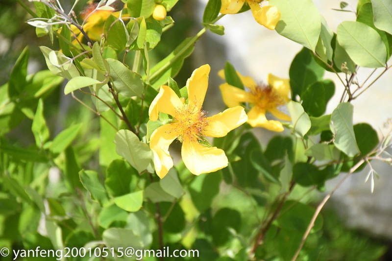Hypericum longistylum photo 5