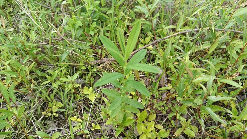 Hypericum longistylum photo 6