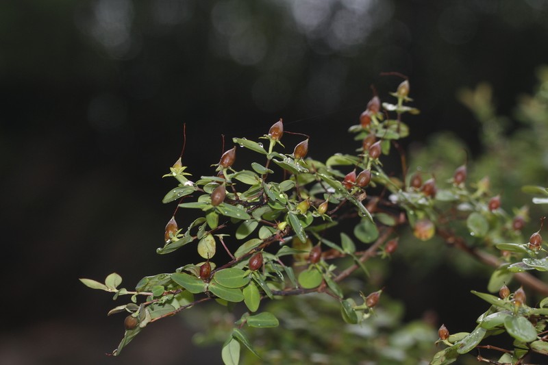 Hypericum longistylum photo 7