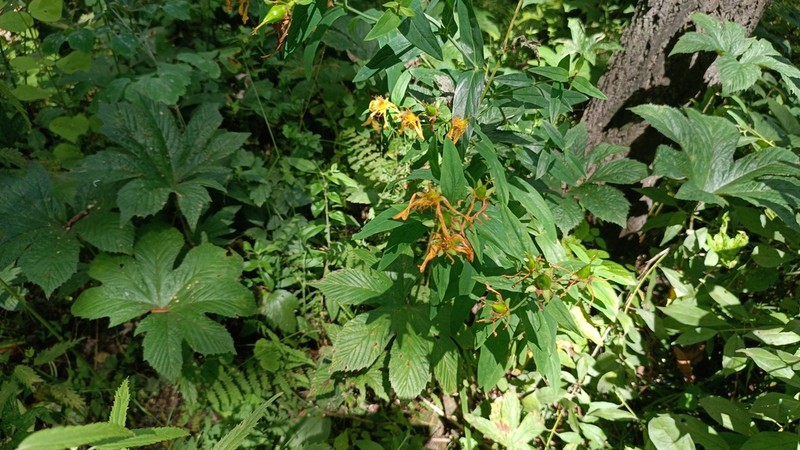 Hypericum longistylum photo 8