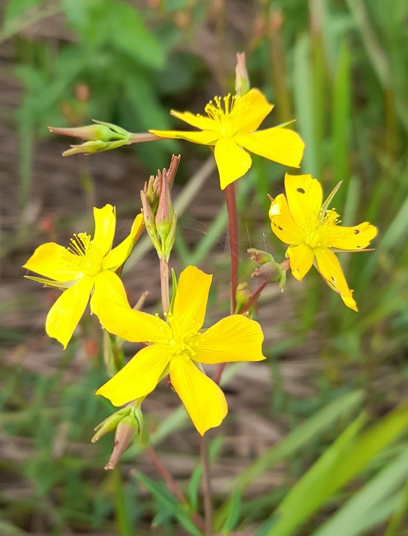 Hypericum lorentzianum