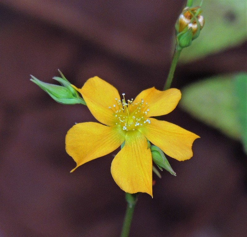 Hypericum lorentzianum photo 2