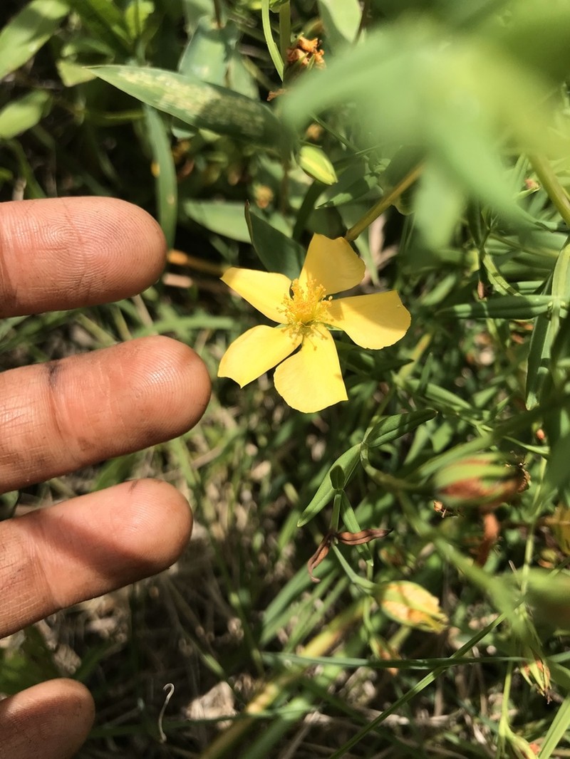 Hypericum lorentzianum photo 3