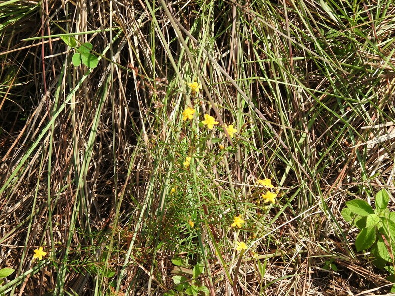 Hypericum lorentzianum photo 4