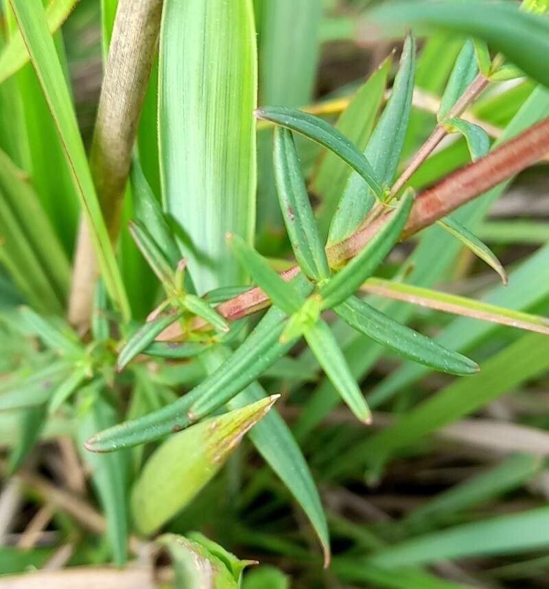 Hypericum lorentzianum photo 6