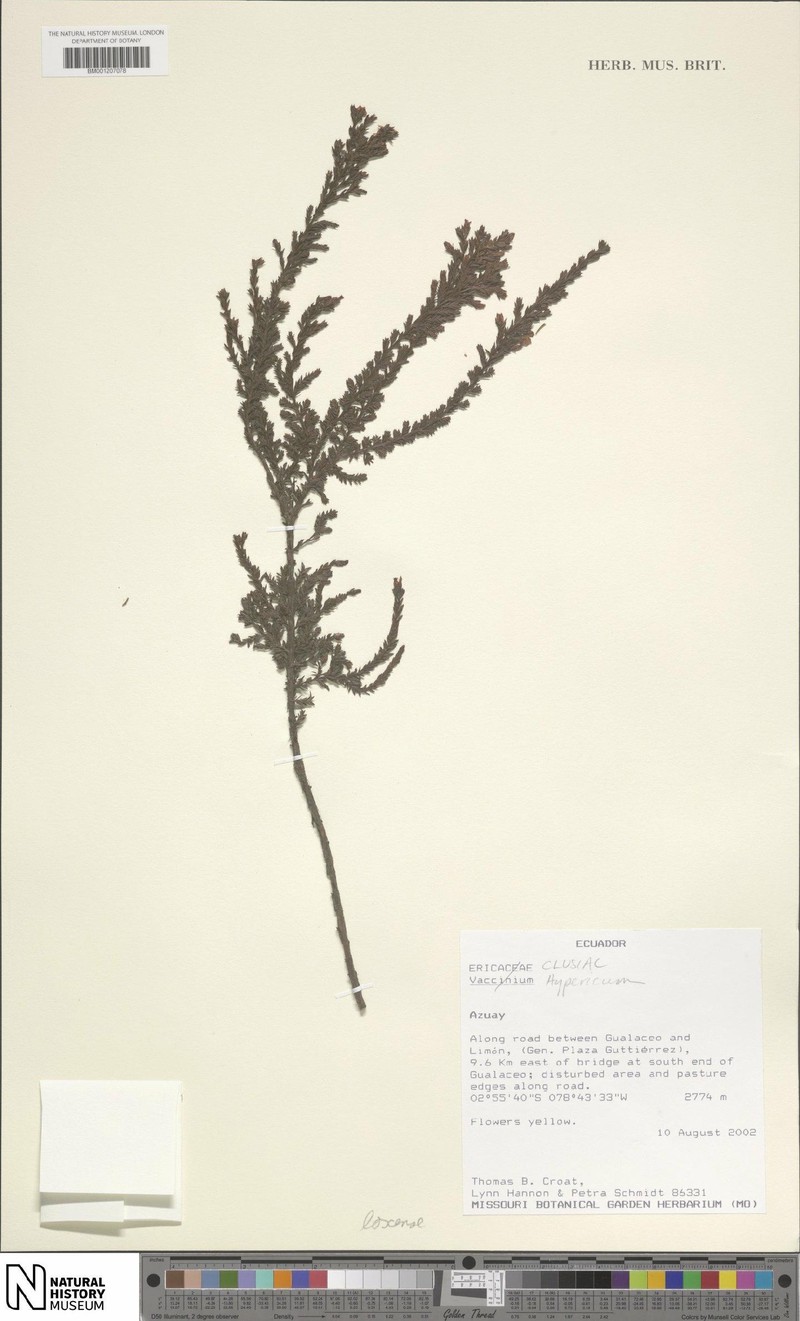 Hypericum loxense subsp. aequatoriale