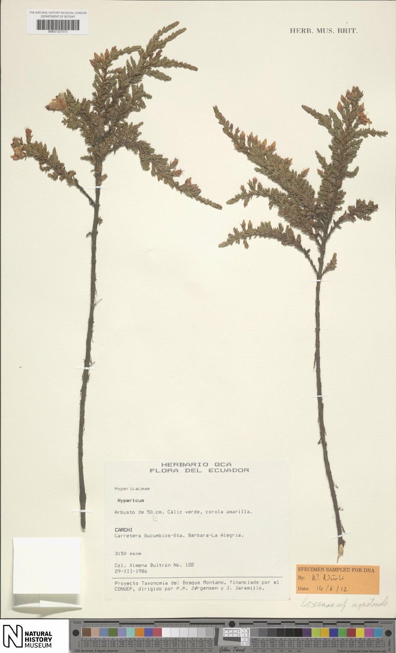 Hypericum loxense subsp. aequatoriale photo 2