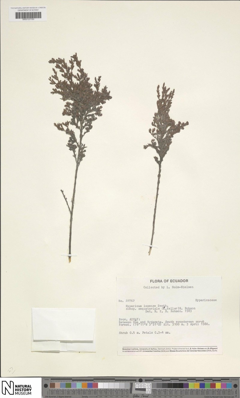 Hypericum loxense subsp. aequatoriale photo 3
