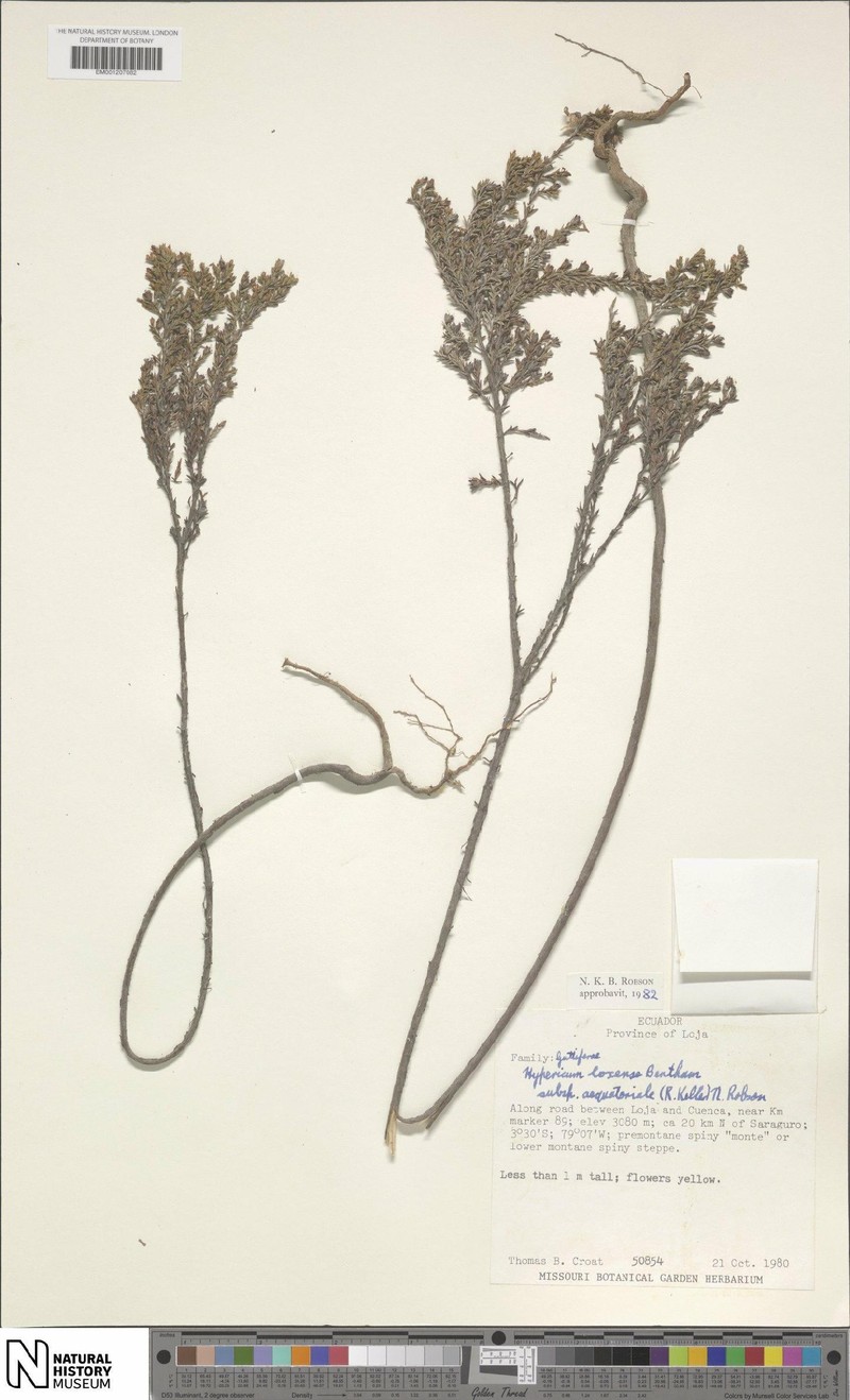 Hypericum loxense subsp. aequatoriale photo 4