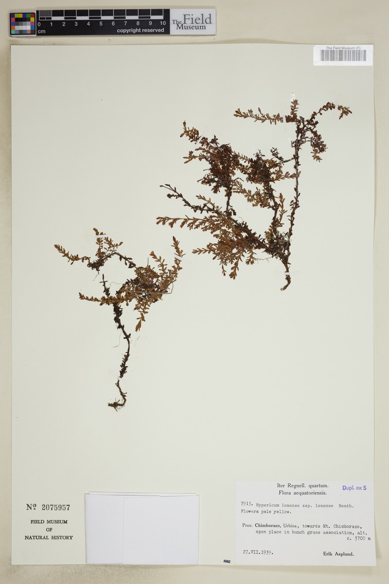 Hypericum loxense subsp. loxense