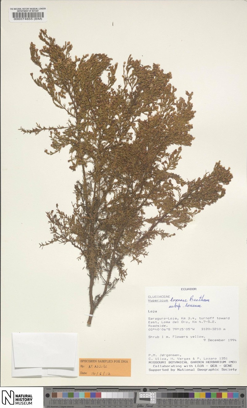 Hypericum loxense subsp. loxense photo 2
