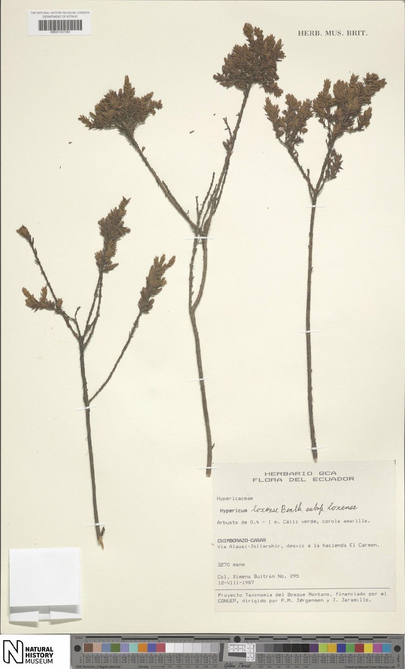 Hypericum loxense subsp. loxense photo 3