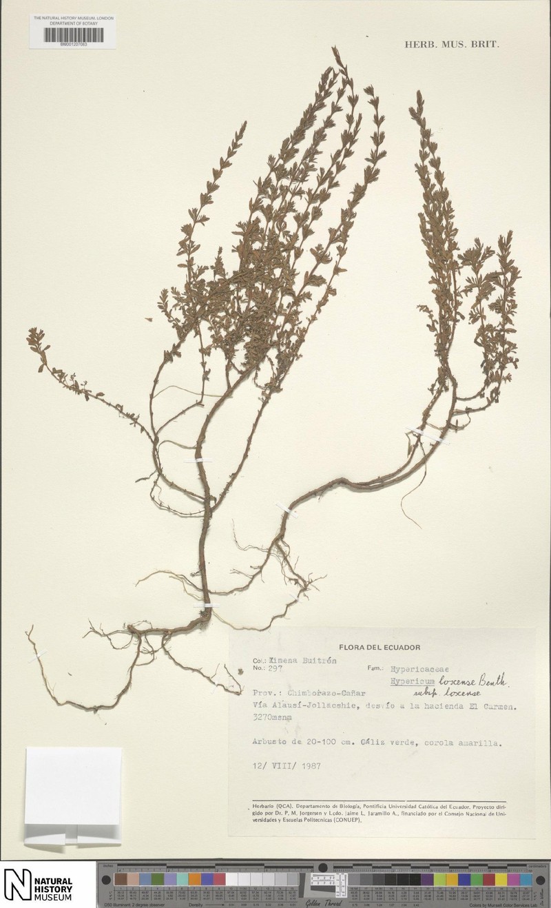 Hypericum loxense subsp. loxense photo 4