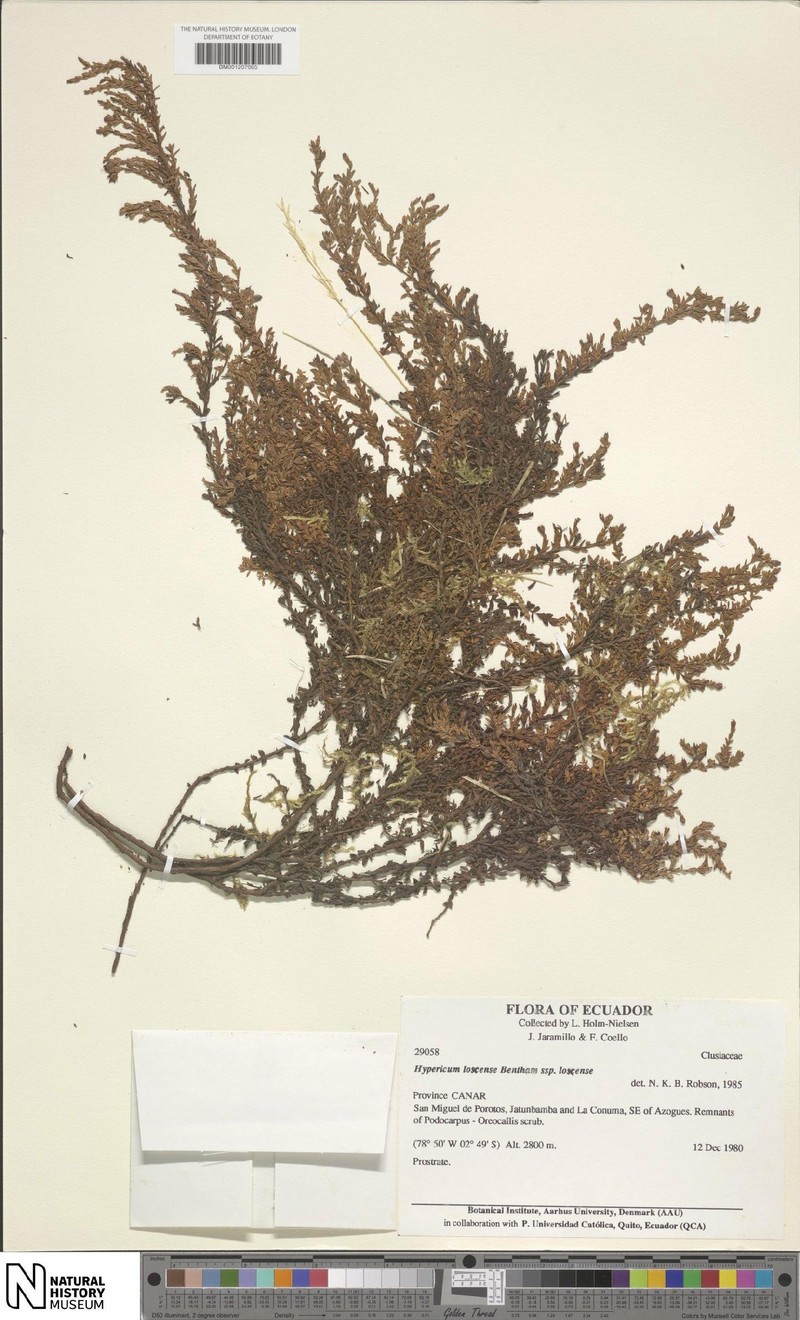 Hypericum loxense subsp. loxense photo 5