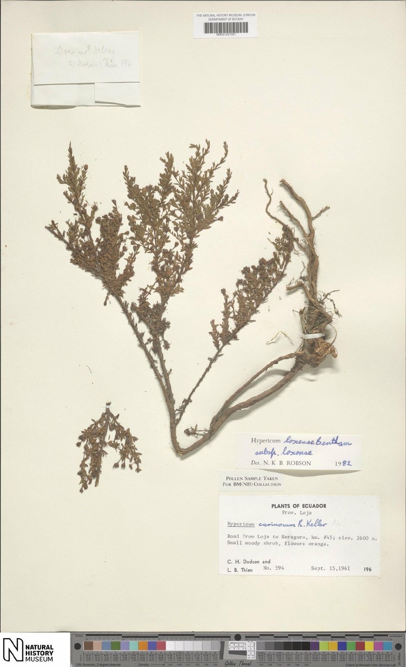 Hypericum loxense subsp. loxense photo 6