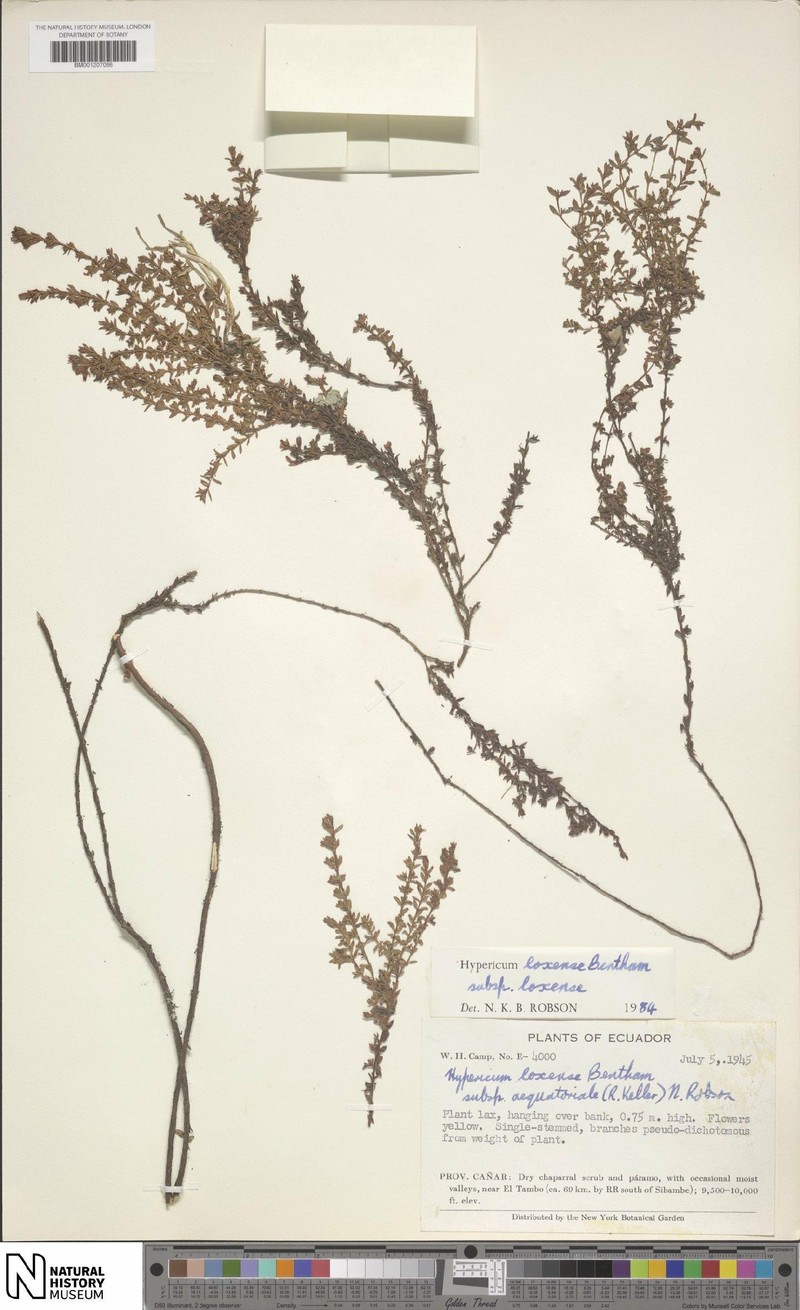 Hypericum loxense subsp. loxense photo 7