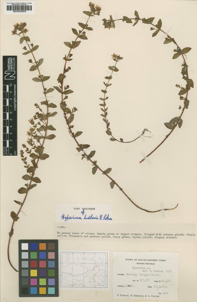 Hypericum ludlowii photo 4