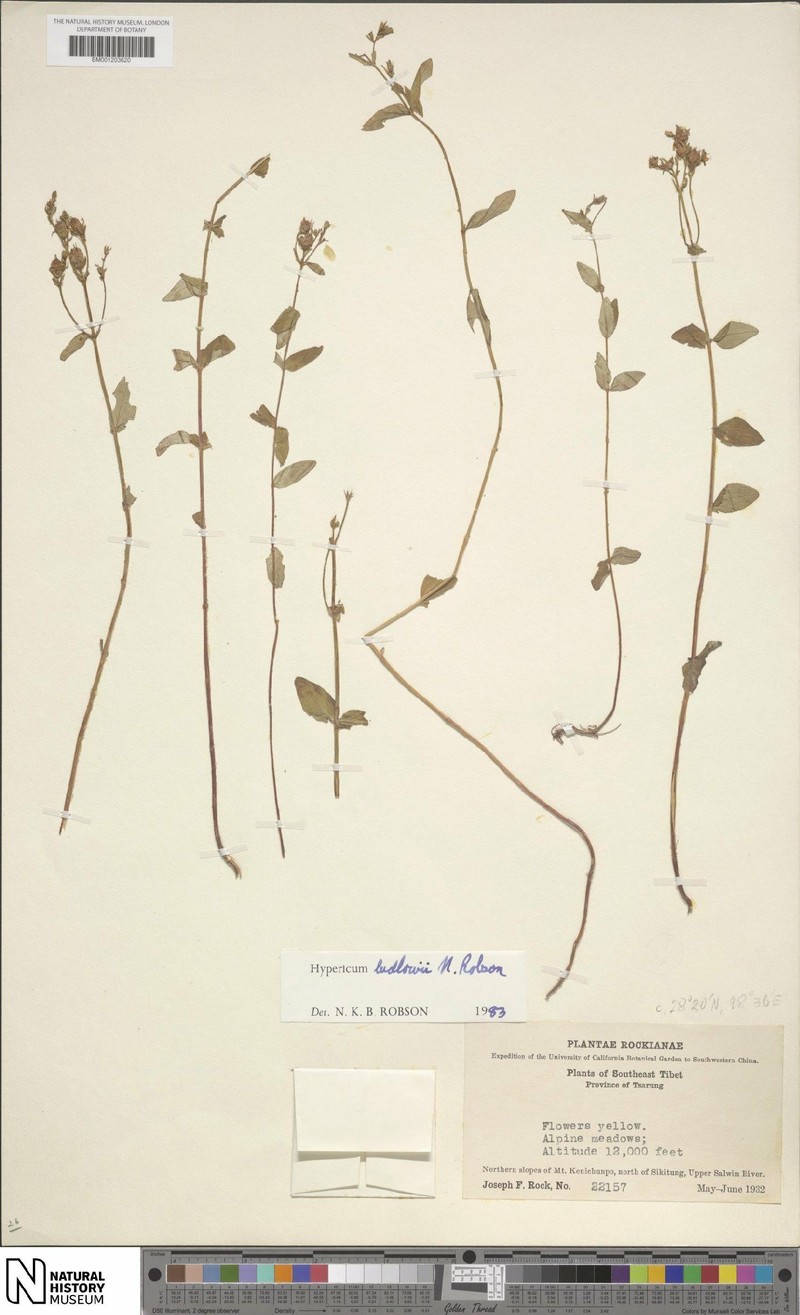 Hypericum ludlowii photo 7
