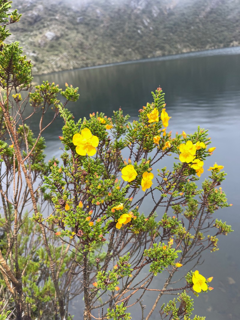 Hypericum lycopodioides