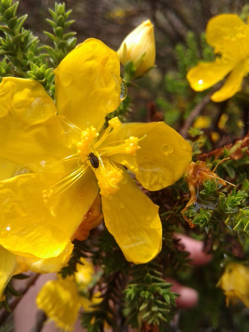Hypericum lycopodioides photo 3