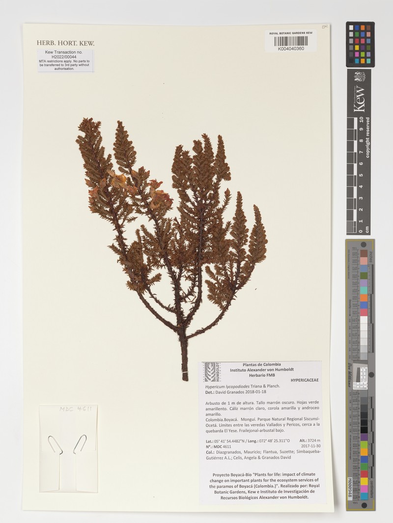 Hypericum lycopodioides photo 4