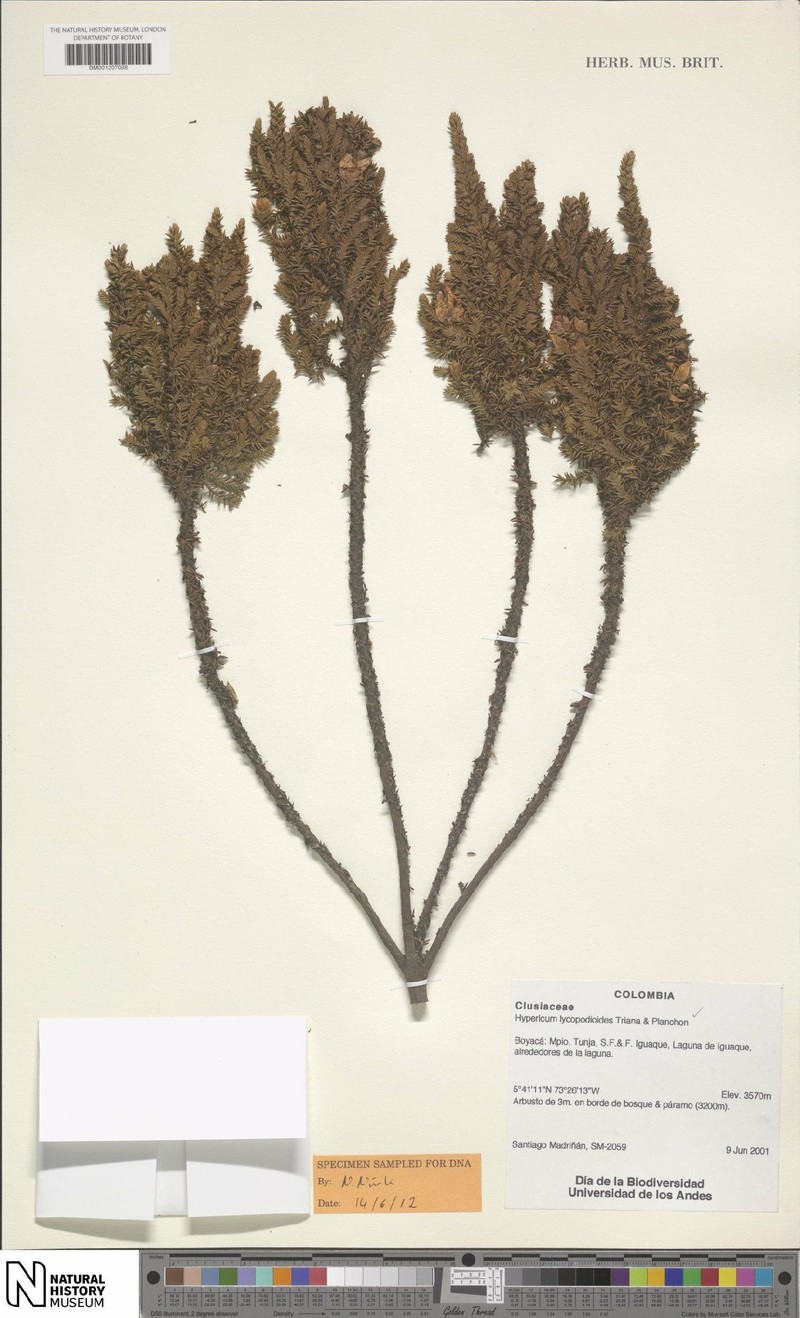 Hypericum lycopodioides photo 5