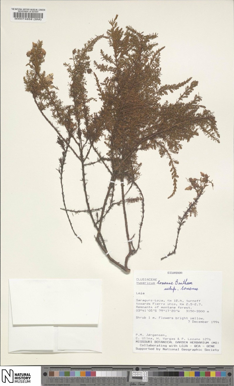 Hypericum lycopodioides photo 6